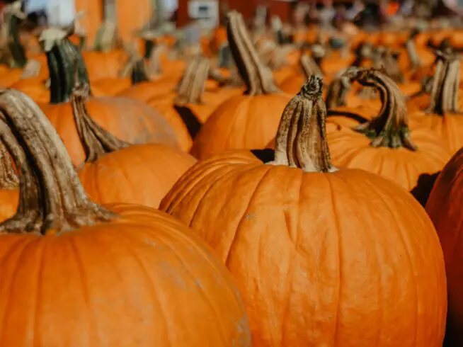 Orange pumpkins in a pumpkin patch.