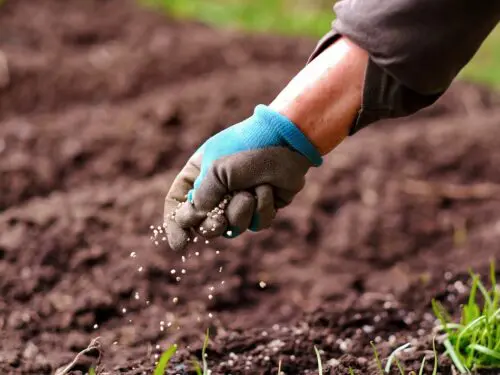 Farmer applies fertilizer