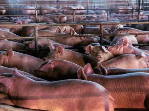 Pigs on factory farm