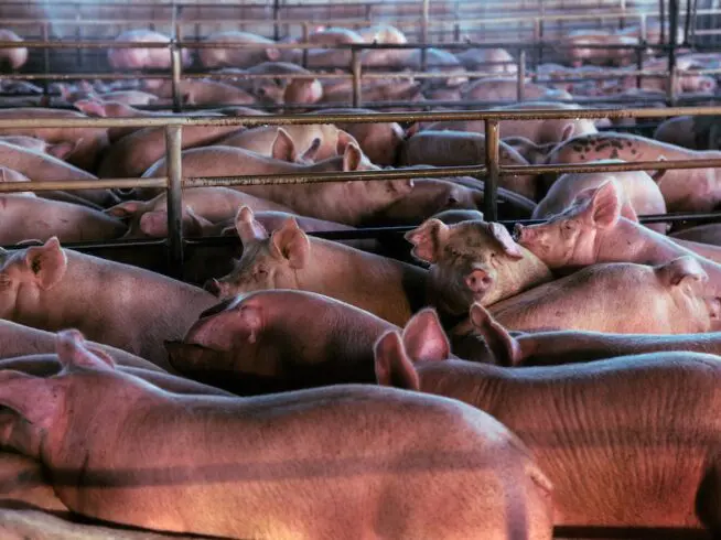 Pigs on factory farm